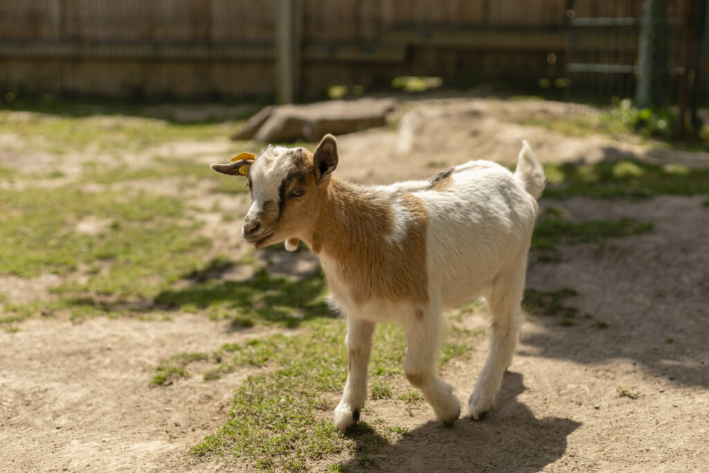 A playful young goat wanders through a sunlit farmyard, its soft fur glistening in the afternoon sun. Green grass and wooden fences frame the lively setting