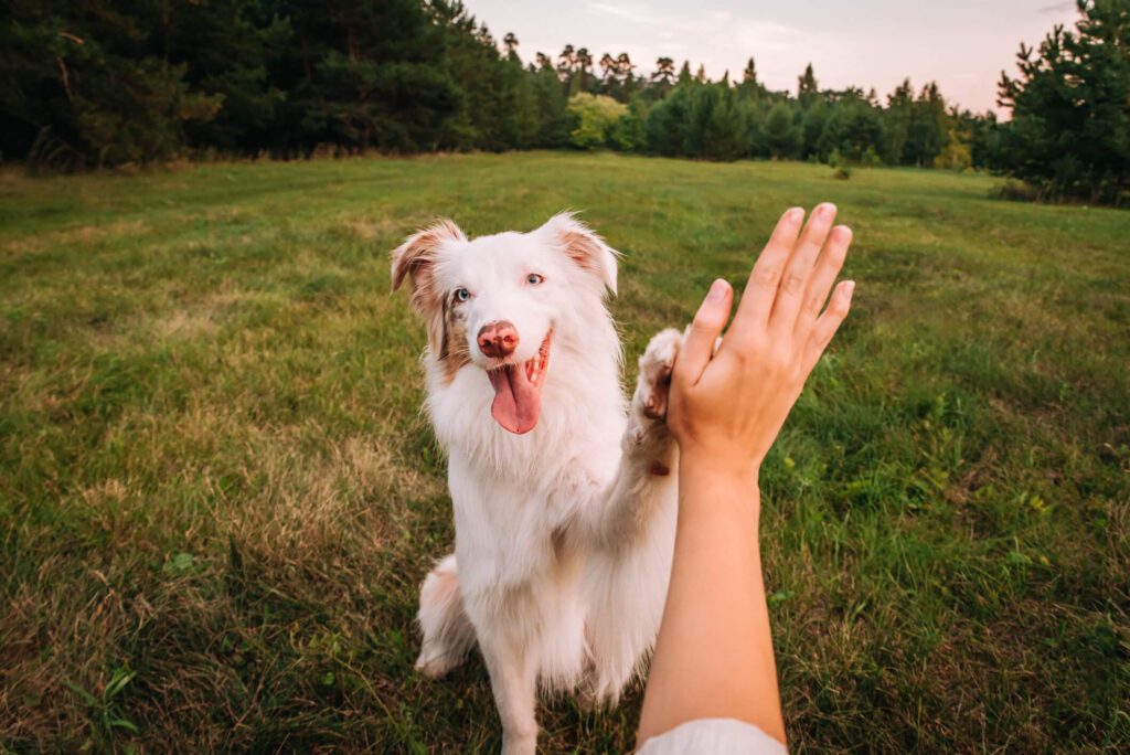 Dog gives paw to a woman making high five gesture